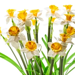 Daffodil Centerpiece|MacKenzie-Childs Hot