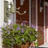 Frog Plant Hanger|MacKenzie-Childs