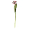 Parrot Tulip - Pink|MacKenzie-Childs Clearance