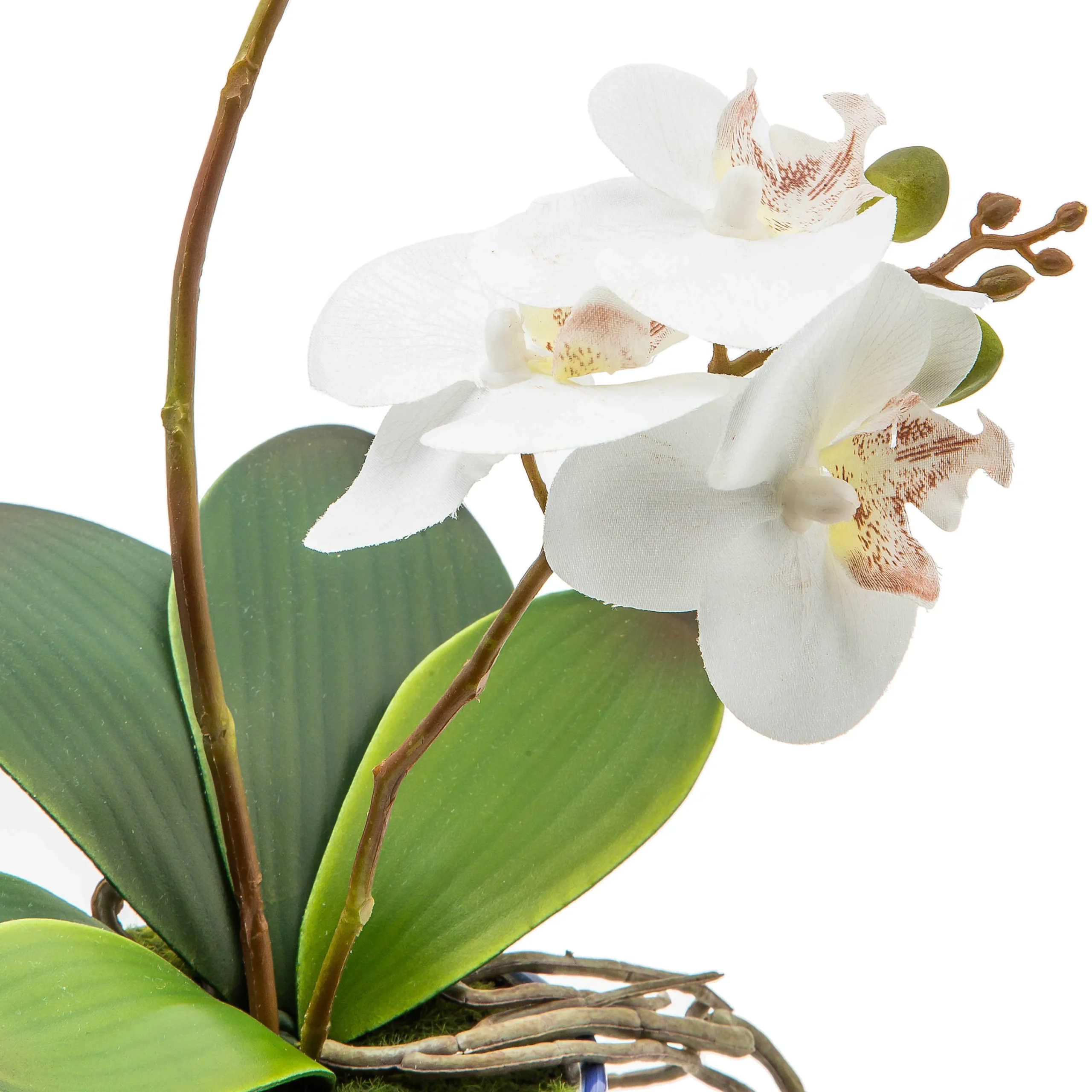 Royal Toile Potted Orchid - Medium|MacKenzie-Childs Hot