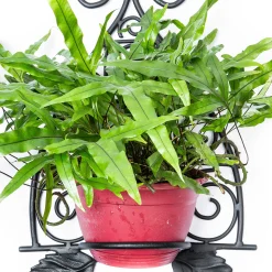 Scroll Wall Plant Holder|MacKenzie-Childs Sale